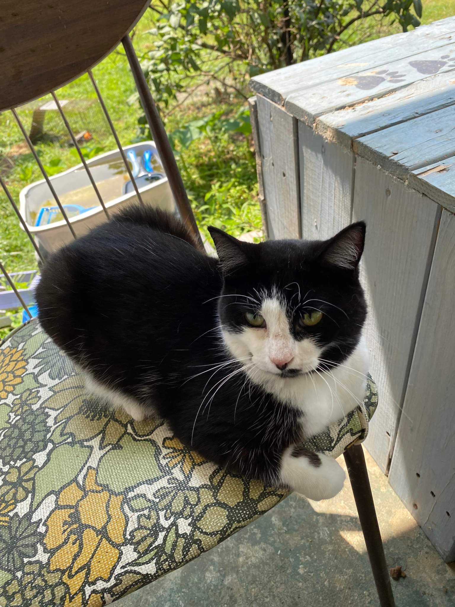 adoptable Cat in Cromwell, KY named Lyric