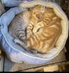 Henry and Sunny-Bonded Pair