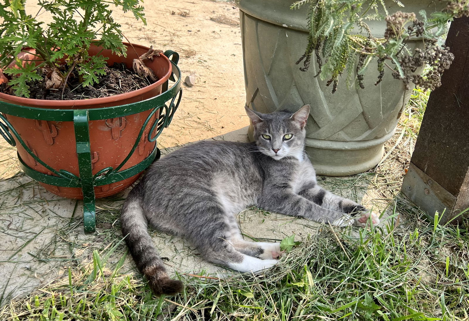 adoptable Cat in Cromwell, KY named Lola