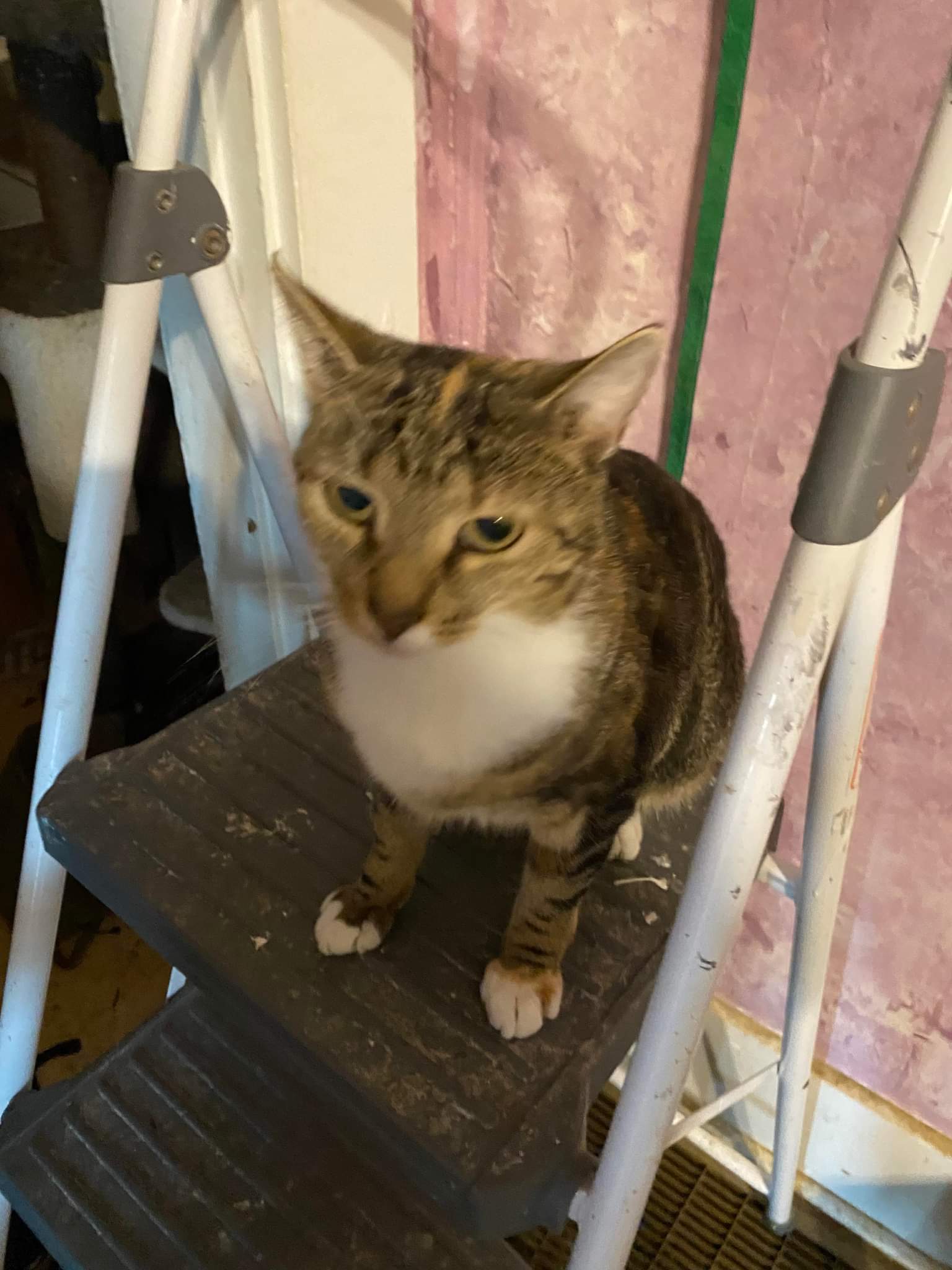 Cats for Adoption in Brownsville, Kentucky Alpha Paw
