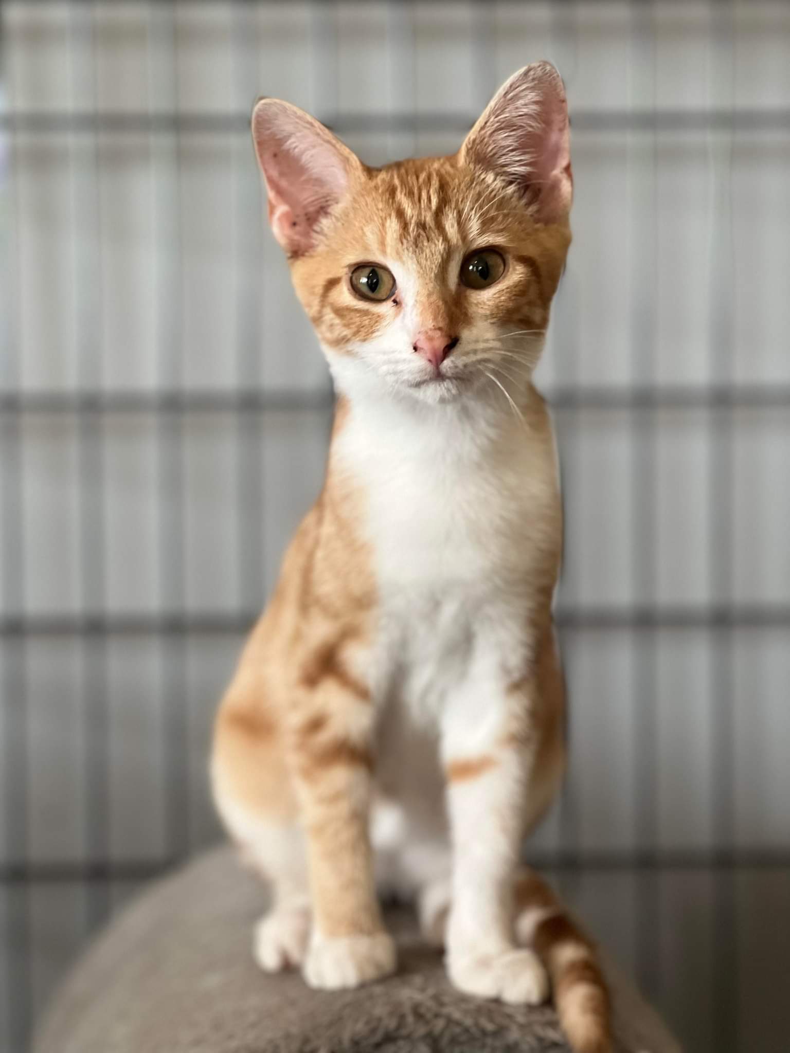 Cats for Adoption in Hart County, Kentucky Alpha Paw