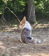 Paprika and Pepper (bonded pair)
