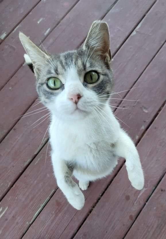 Cats for Adoption in Owensboro, Kentucky Alpha Paw