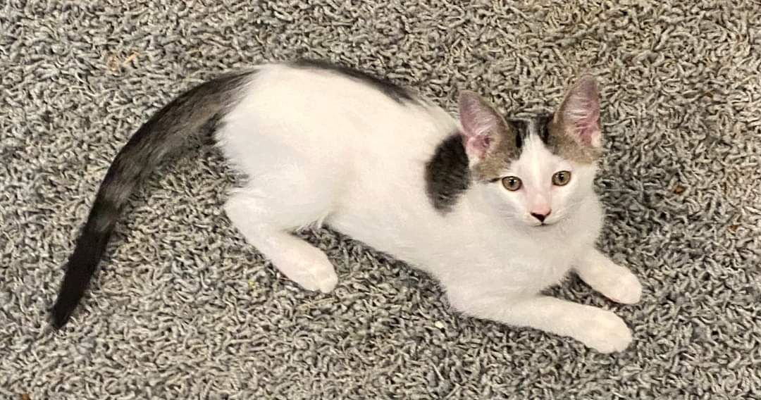 adoptable Cat in Cromwell, KY named Hopper