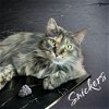 adoptable Cat in , KY named Snickers