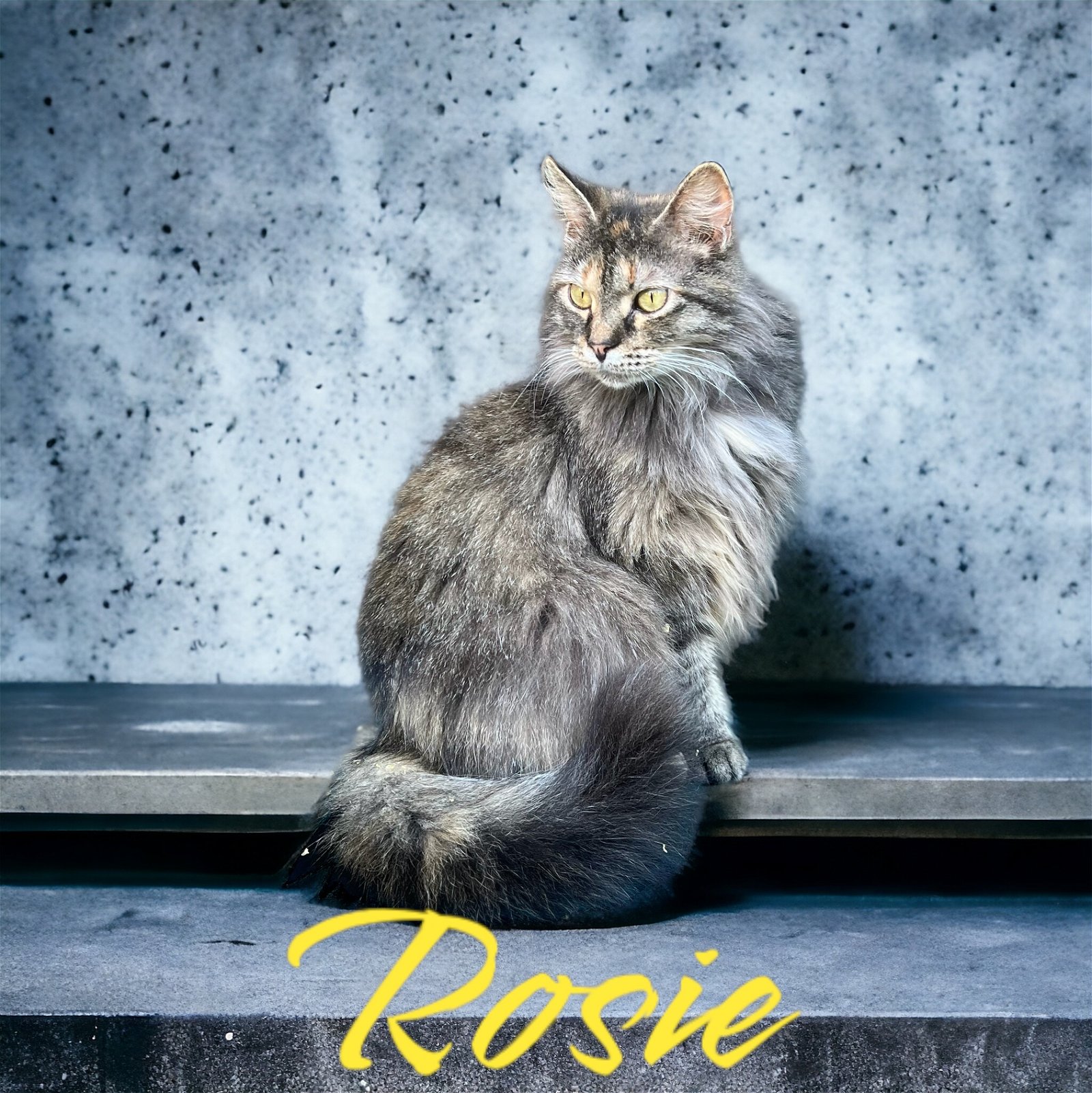 adoptable Cat in Cromwell, KY named Rosie
