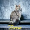 adoptable Cat in  named Rosie