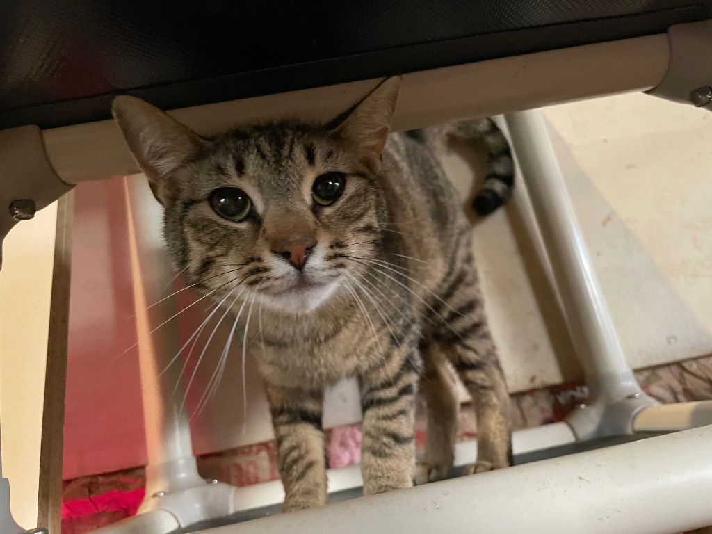 adoptable Cat in Cromwell, KY named Buzz