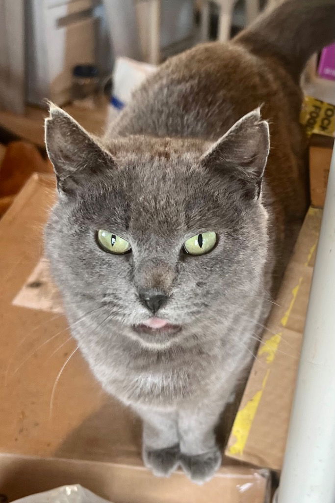 adoptable Cat in Cromwell, KY named Church