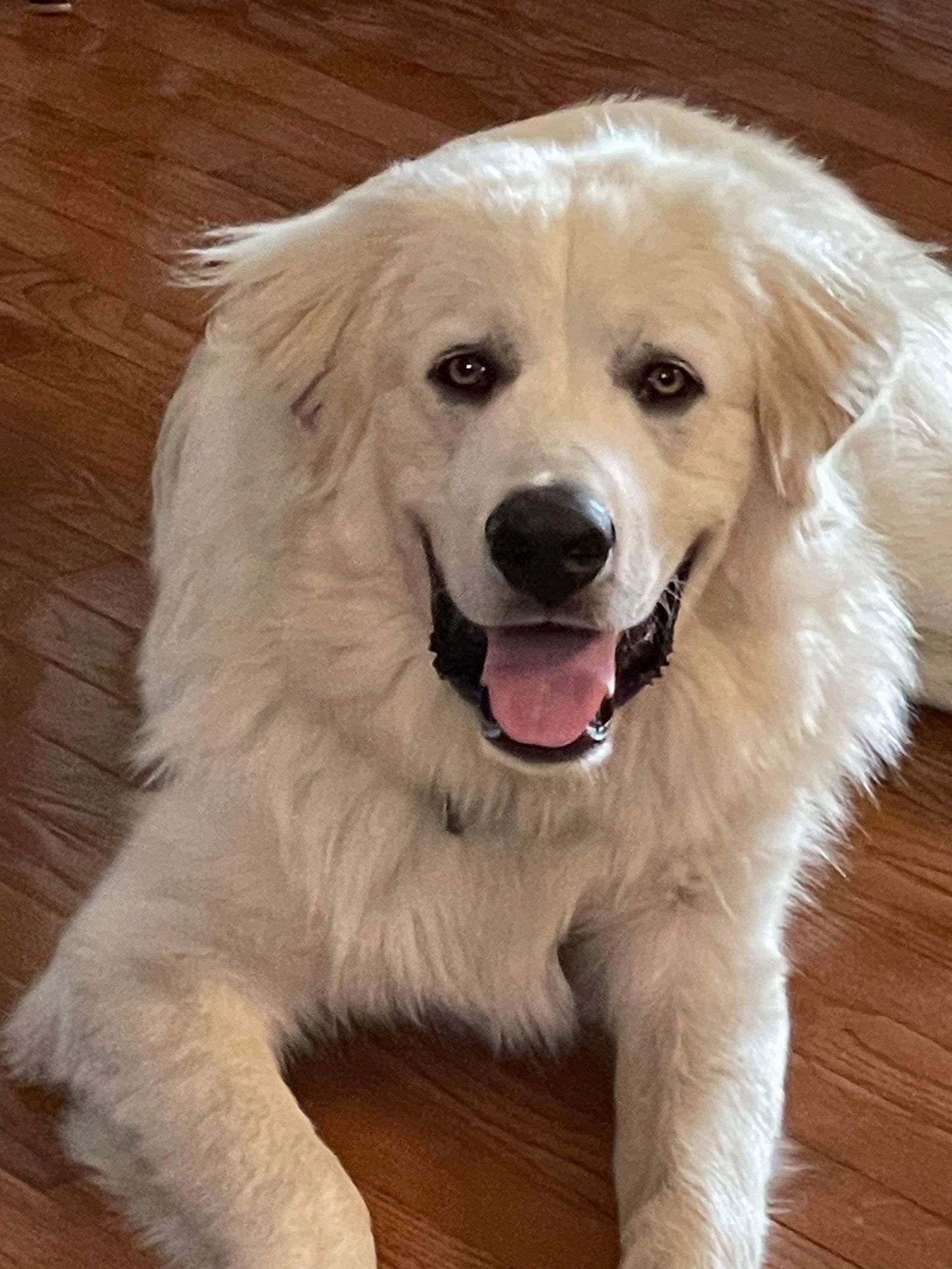 Rufus
