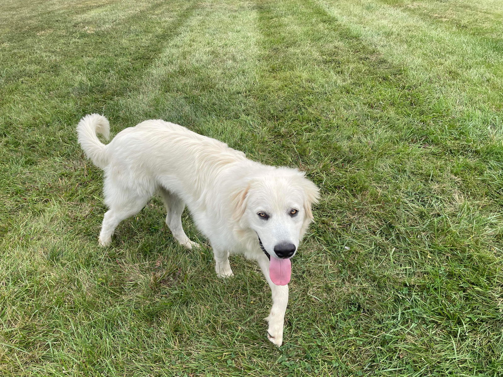 Rufus