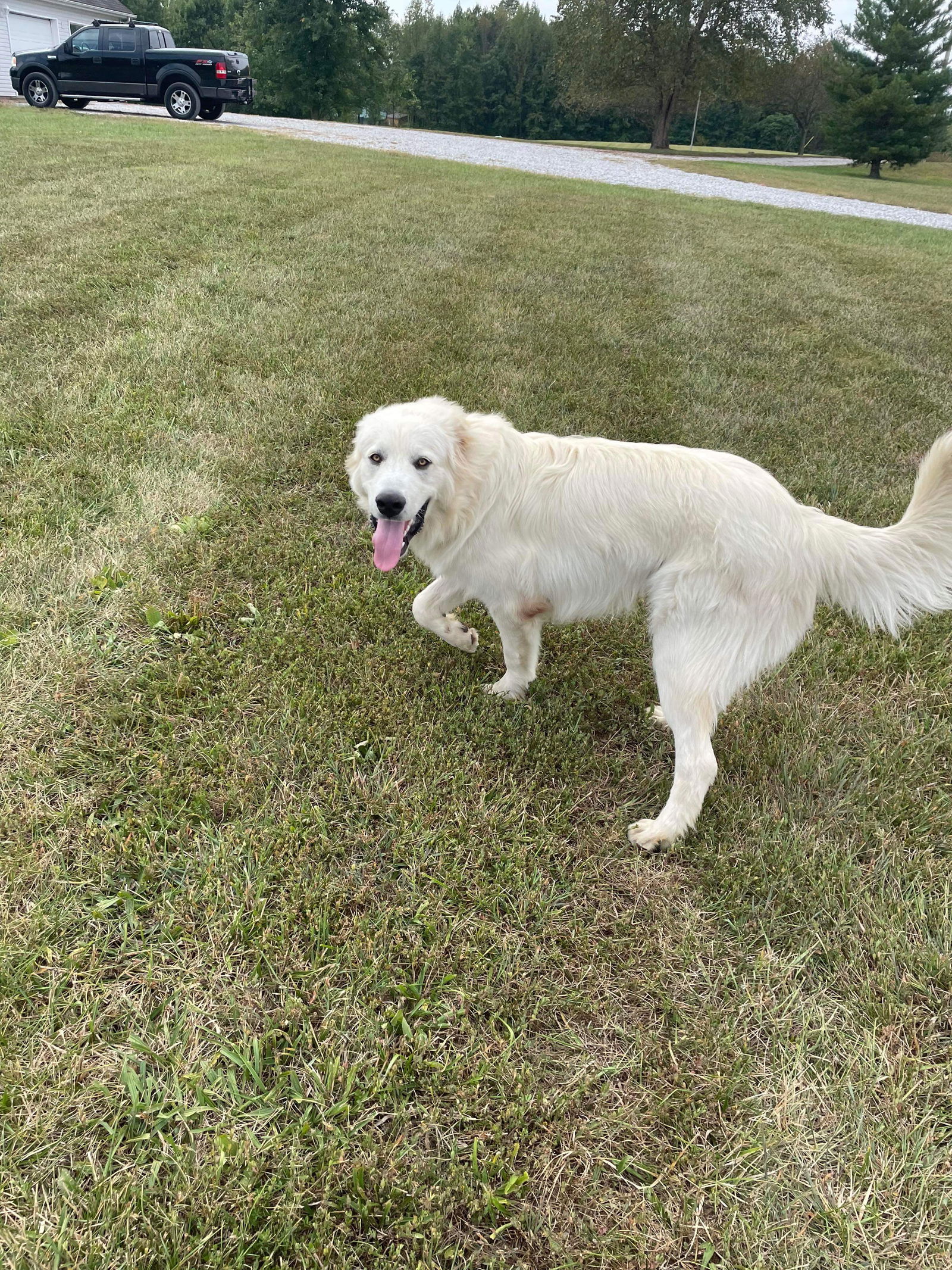 Rufus