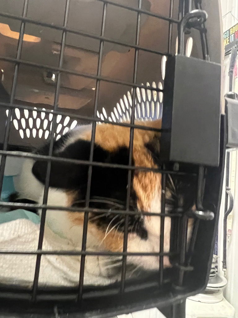 adoptable Cat in Cromwell, KY named Moon