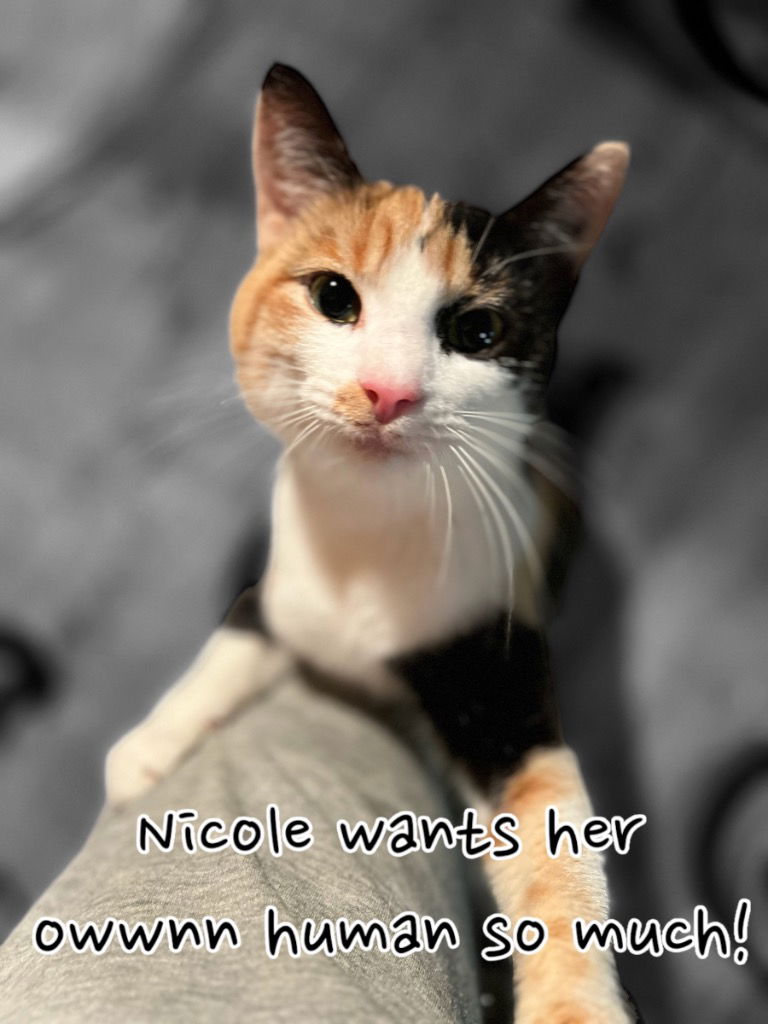 adoptable Cat in Cromwell, KY named Nicole