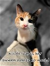adoptable Cat in cromwell, KY named Nicole