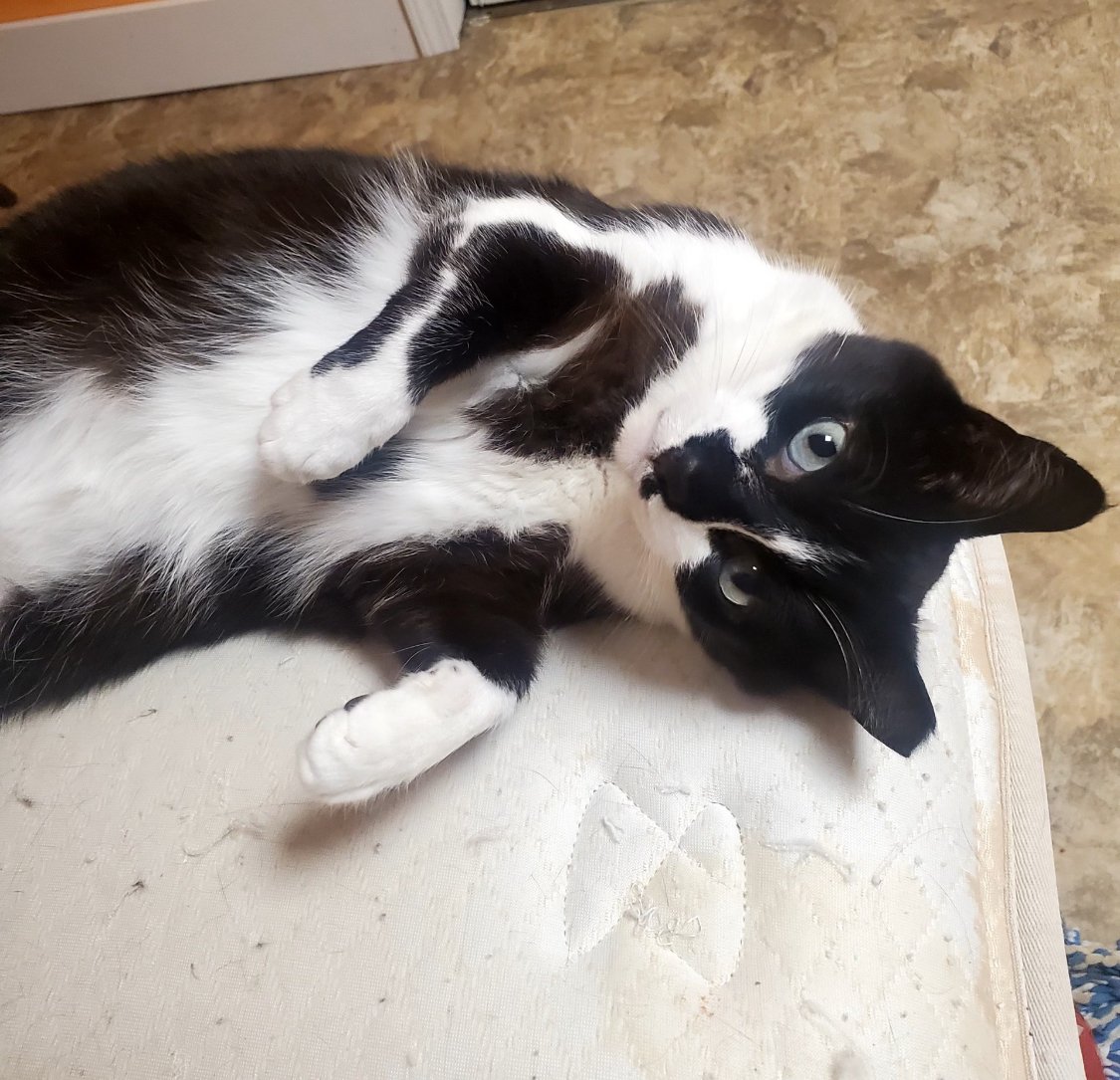 adoptable Cat in Cromwell, KY named Rocky
