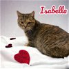 adoptable Cat in  named Isabella