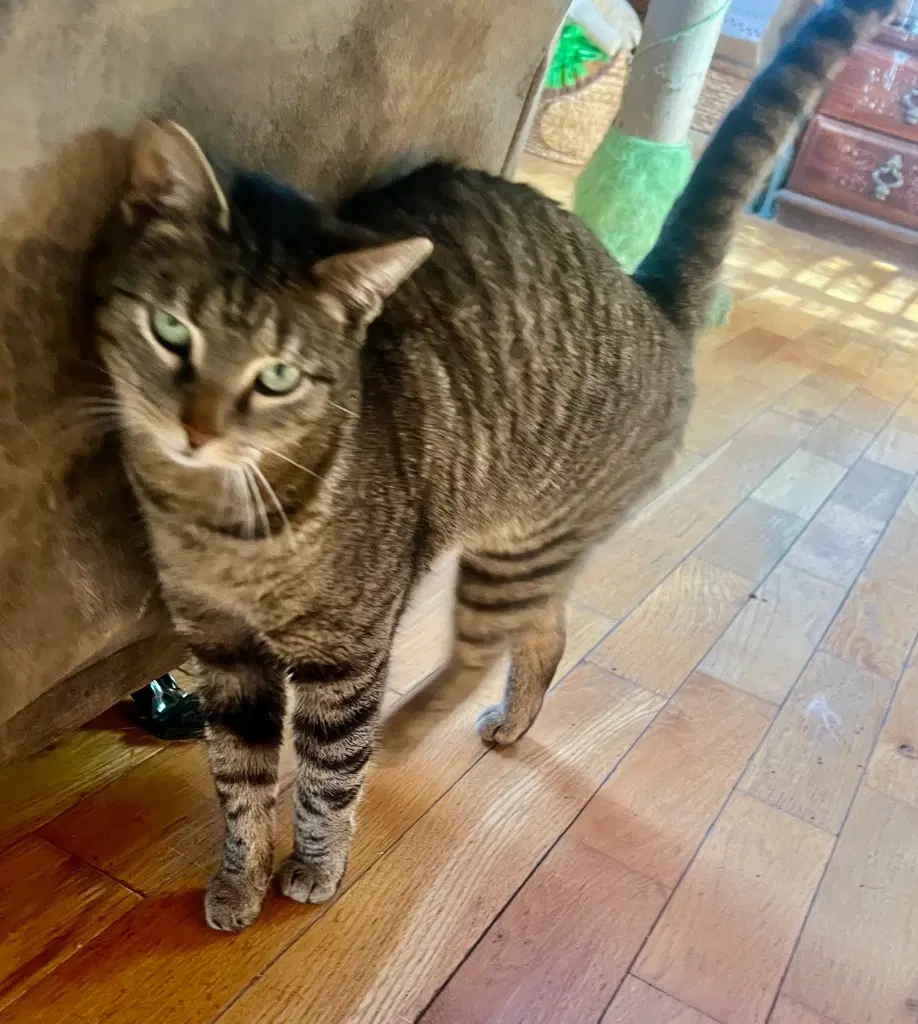 Ash - Domestic Short Hair