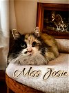 adoptable Cat in  named Miss Josie