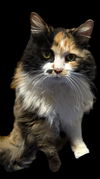 adoptable Cat in Cromwell, KY named Miss Josie