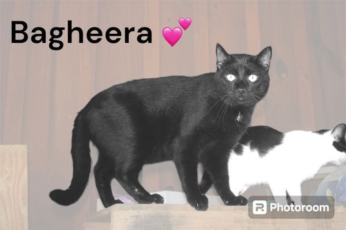 Bagheera