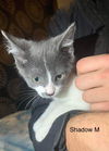 adoptable Cat in Cromwell, KY named BooBerry