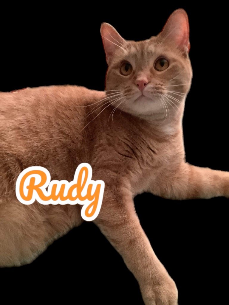adoptable Cat in Cromwell, KY named Rudy