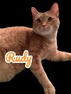 adoptable Cat in , KY named Rudy