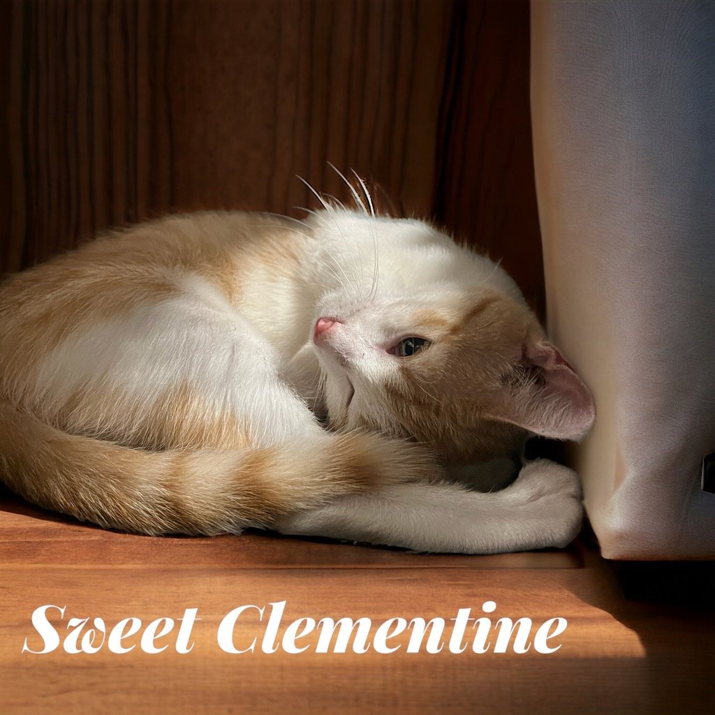 adoptable Cat in Cromwell, KY named Sweet Clementine