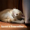 adoptable Cat in , KY named Sweet Clementine