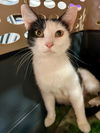 adoptable Cat in Cromwell, KY named Journey