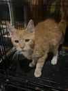 adoptable Cat in Cromwell, KY named Cricket