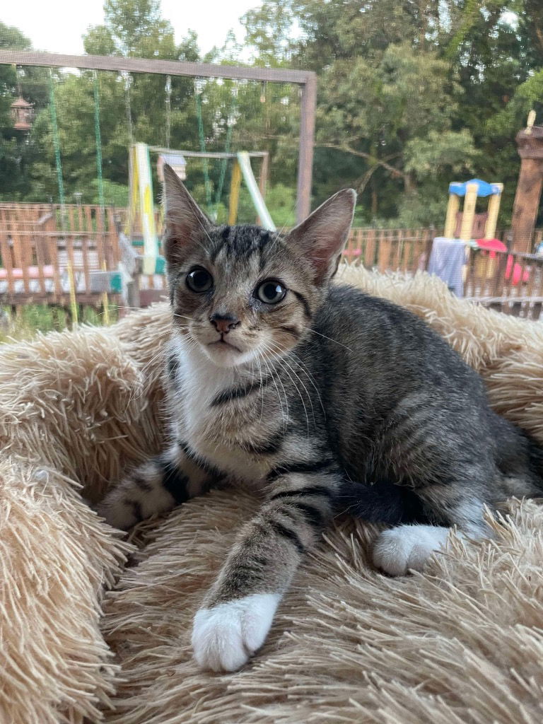 adoptable Cat in Cromwell, KY named Frederick