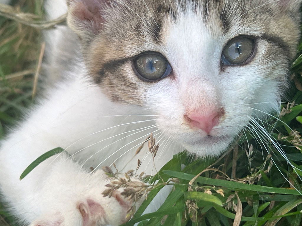 adoptable Cat in Cromwell, KY named Mossy