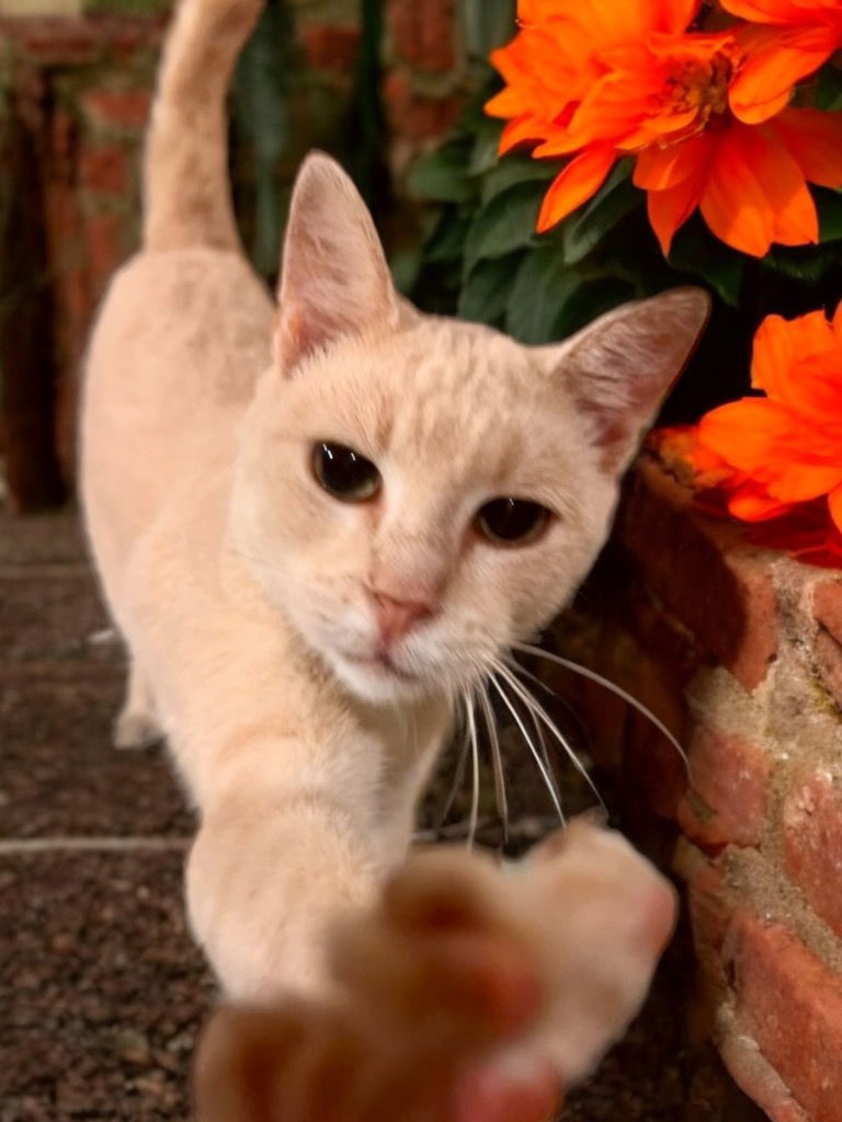 adoptable Cat in Cromwell, KY named Jack