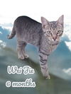 adoptable Cat in , KY named Wei Jie