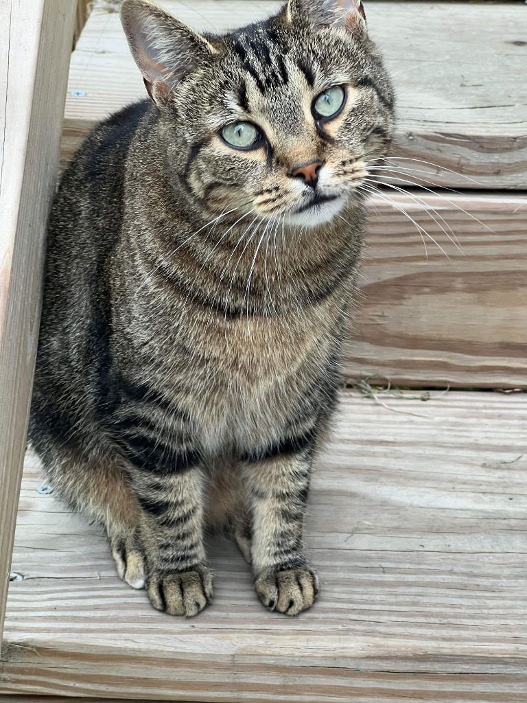 adoptable Cat in Cromwell, KY named Taco