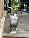 adoptable Cat in Cromwell, KY named Ava