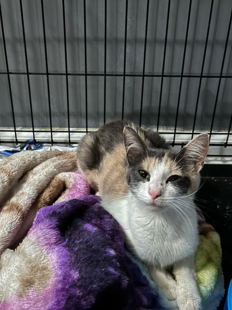 adoptable Cat in Cromwell, KY named Saffron