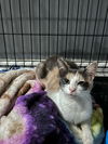 adoptable Cat in , KY named Saffron