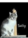 Sully - Photo 1