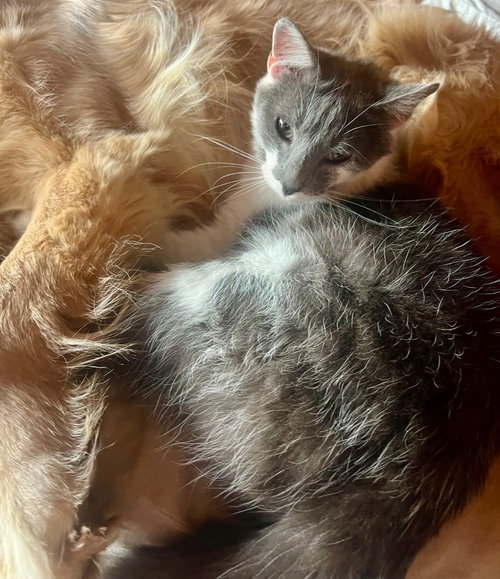 SULLY - Domestic Short Hair available for adoption