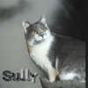 Sully - Photo 3