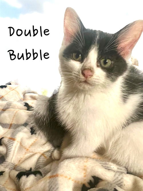 Double Bubble