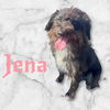 Jena