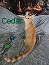 Cedar