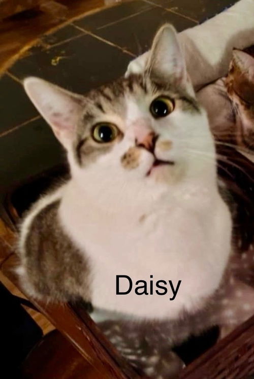 Daisy