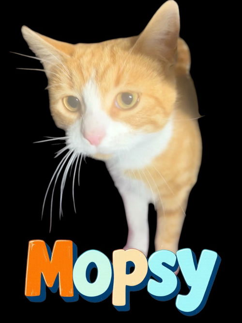 Mopsy