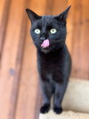 Gizmo - Photo 1