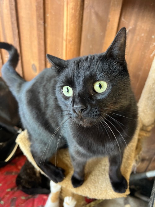 GIZMO - Domestic Short Hair available for adoption
